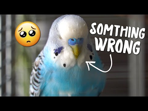 YouTube video about: Can birds die from sadness?