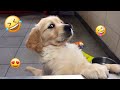 I Dare You Not To LAUGH At These FUNNY DOGS Best Funny Animals Videos 2025 56