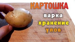 Как правильно варить картофель для ловли карпа
