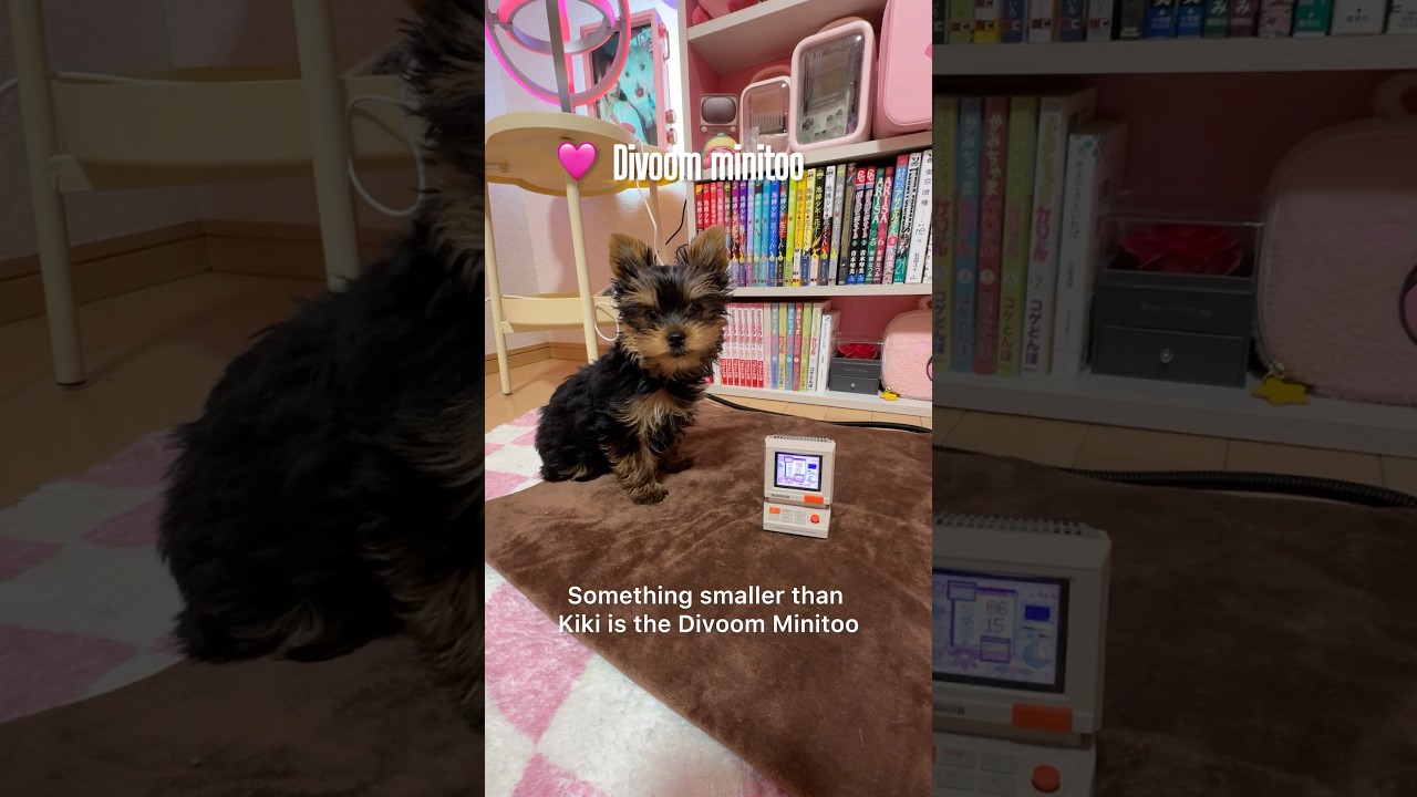 Mejorando mi setup 🎮🩷 #otakus #japon #japon #anime #streamer