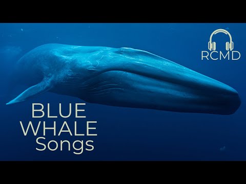 Blue whales real sounds. Song of Whales. Deep ocean| ASMR ambience
