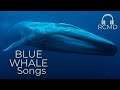 Blue Whales Real Sounds Song Of Whales Deep Ocean ASMR Ambience