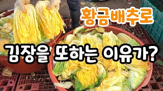 황금배추로 김장한것 다 버려야 했던 이유? 대형사고