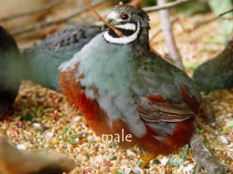 , title : 'Asian blue or Chinese Painted Quail with sound'