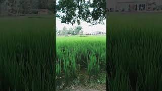 Download lagu khol ke petikot marab chauki par chot ho /bhojpuri song mp3