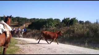 preview picture of video 'Encierros a caballo Paterna de Rivera, Paso por el pino'