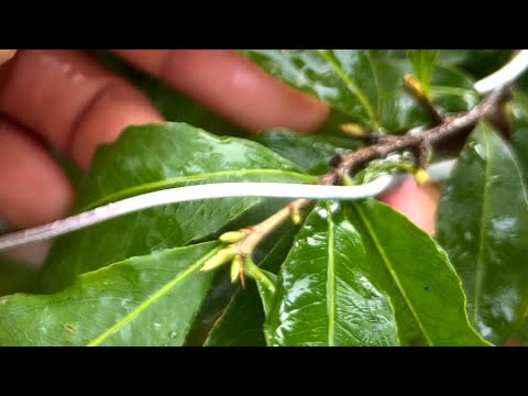 Cách làm nụ mai nhanh lớn trong tháng 9 âm lịch