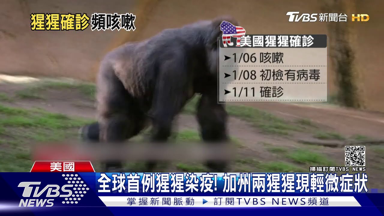 全球首例猩猩染疫! 加州兩猩猩現輕微症狀