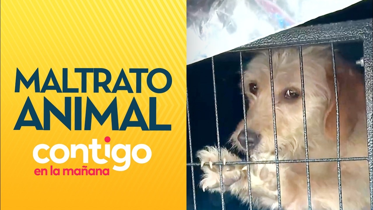 PERRITOS ABANDONADOS: El indignante caso de maltrato animal en Peñalolén - Contigo en la Mañana