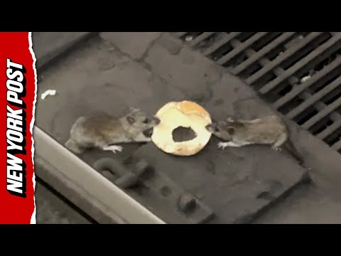 Acrobatics Rats NYC Subway Rats Wrestling for Bagel How can they stand such a noisy ...