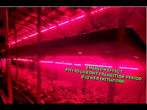 YouTube video about: How to use full red/far red flower booster lights?