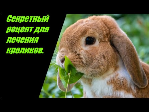 Секретный рецепт для лечения кроликов.Как лечить кроликов.