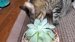 Cats Eating Plants How Do I Stop Them