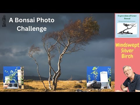 I Created a STUNNING Windswept Silver Birch Bonsai Group and Here's How