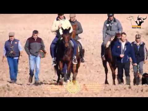 FMG Semifinal Grupo 1 en Astudillo, 2018 / Greyhound Championship