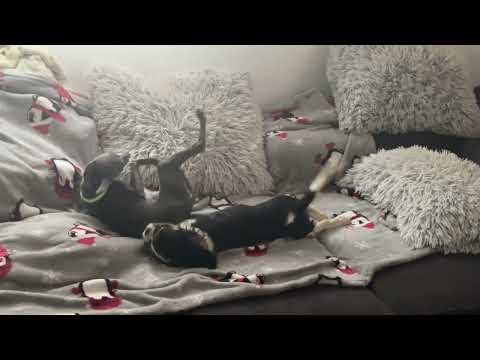 Italian Greyhound puppy for sale