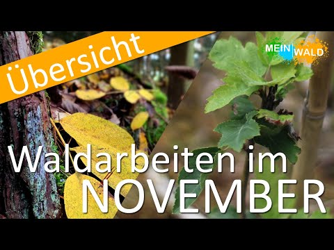 Was ist im NOVEMBER im Wald zu tun? 🍃🍂 Die wichtigsten Arbeiten im Überblick