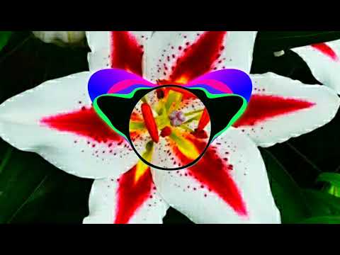 Bardachiokas - Vaikai Po Lelijom