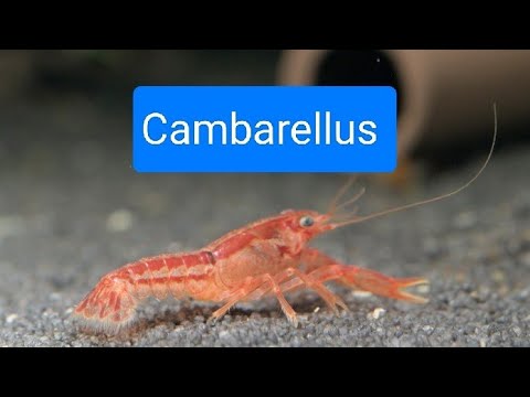 Zwergflusskrebse für das Aquarium