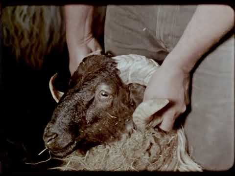 Gorria | Trailer | IBZCF 2021