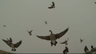 Minnesota Goose Hunting November