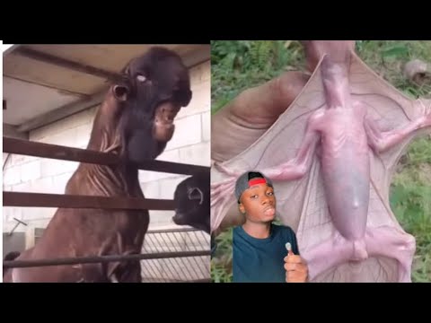 If you never saw it before, you wouldn’t believe it was real