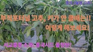 부직포터널 고추, 키 크게 키우는 방법!! 그리고 시교품종 소개, 고추농사 잘 짓는 법!!