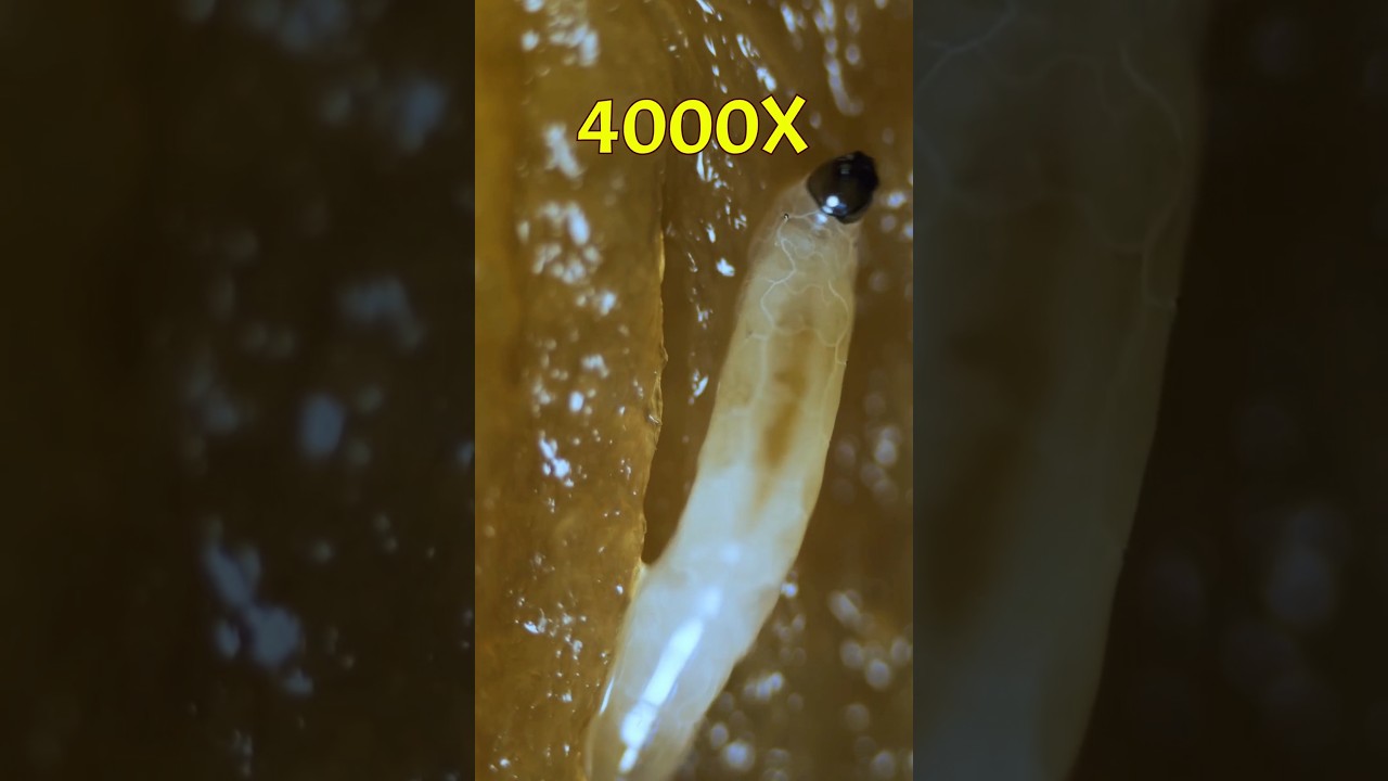 Banana Under The Microscope #shorts #microscope #banana #underamicroscope #biology #science