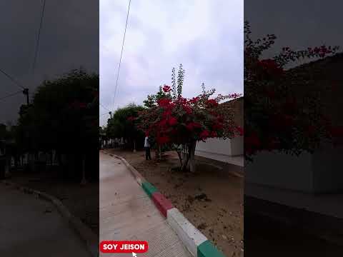 Canutal ovejas  sucre