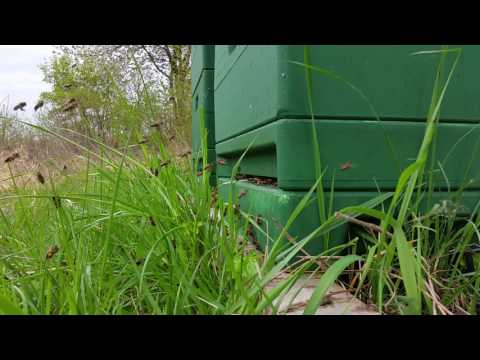 Bienen während der Rapsblüte 2