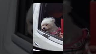 #マルチーズ #元気になる動画 #癒し #可愛い #元気お届け #老犬 #老犬との暮らし #双子犬 #愛犬 #愛犬とお出かけ