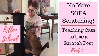 How to Teach Your Cat to Use a Scratching Post