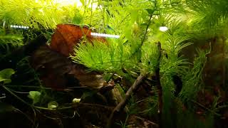 heterandria formosa 01