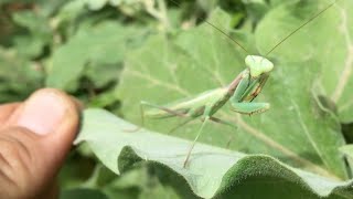 Look at the Family of Praying Mantis I Found in My Garden...Amazing!