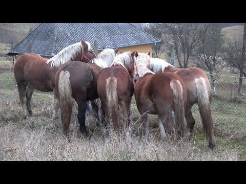 Manjii lui Nicusor de la Abrud, Alba "La multi ani Nicusor!" 2021 Nou!!!