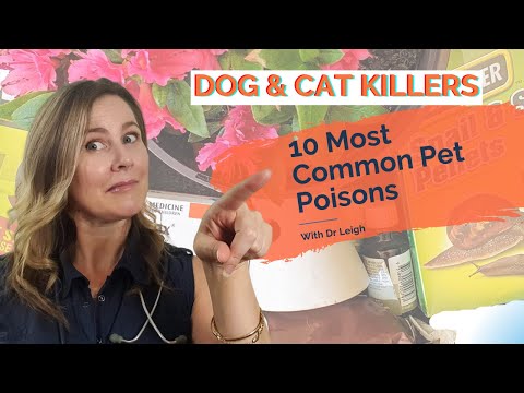 10 Most Common Pet Poisons To Keep Your Dog & Cat Away From