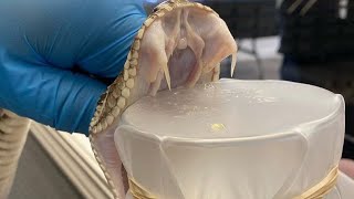 Venom extraction from snakes compilation