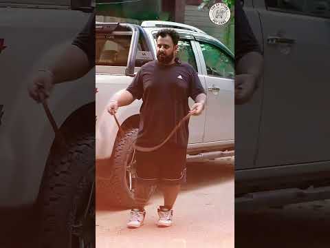 Day 3: Training a Nipping, Leash-Pulling Labrador - Effective Solutions #shorts #letstalkk9