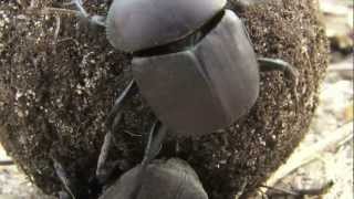 preview picture of video 'African Dung Beetles - Londolozi'