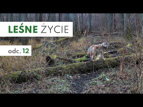 Leśne Życie #12 - Fotopułapka - Wilk, Dziki, Jelenie