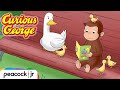 George Helps A Family Of Ducks CURIOUS GEORGE