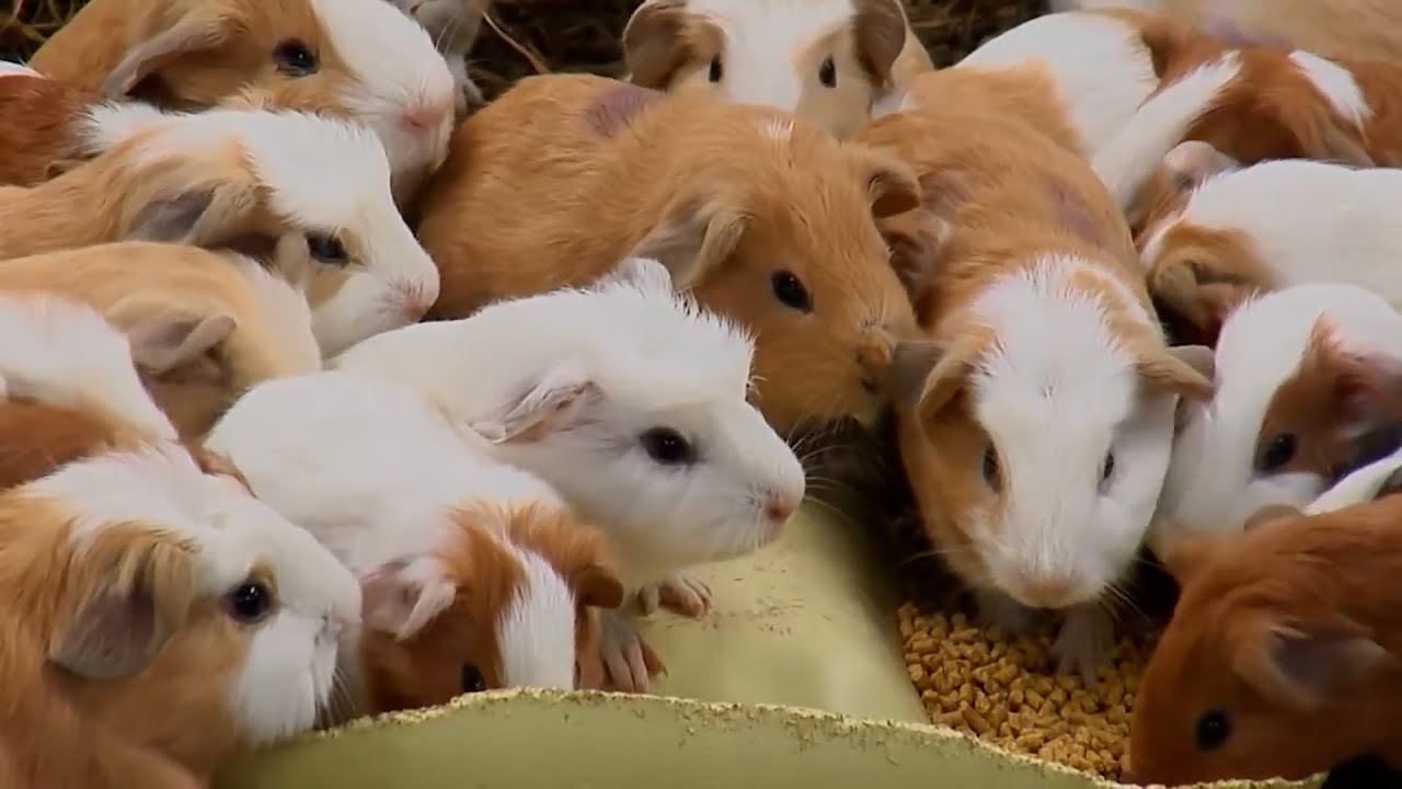 21 ENE   CAP 1   PRODUCCIÓN DE CUYES HUESACO SAN JUAN DE PASTO