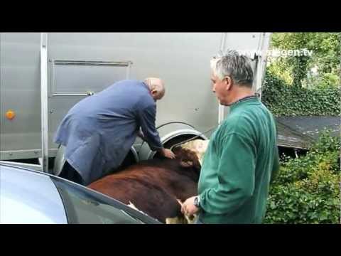 08.08.2011: 900 kg Bulle in Siegen entlaufen (NRW) - www.siegen.tv