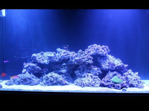 dry rock is in the reef tank!