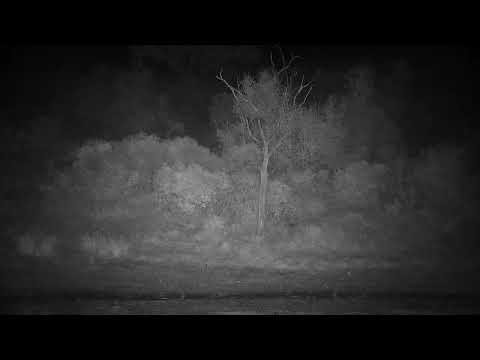 Djuma: Lion-S8 Male gets drink at dam with upset Hippos watching him closely - 15:49 - 07/08/2022