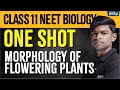 ONE SHOT BIOLOGY Morphology Of Flowering Plants Class 11 Tony Sir Xylem NEET Tamil