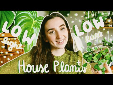 LOW Light & LOW Fuss House Plants?! Easy Common and Rare Plants!