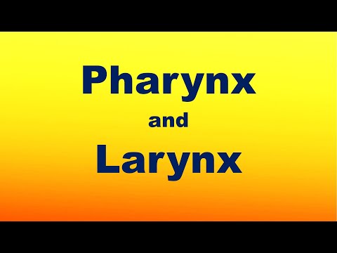 Pharynx and Larynx