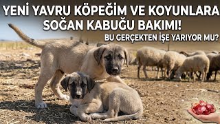 Köy Günlükleri: Yeni Yavru Köpek, Koyunlarda Soğan Kabuğu Kürü ve Para