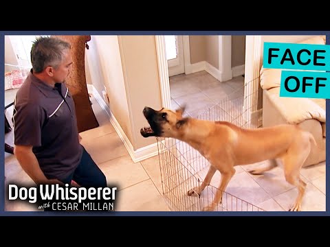 Aggressive Great Dane Enters Attack Mode | Dog Whisperer With Cesar Millan